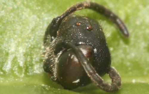 Mimumesa dahlbomi